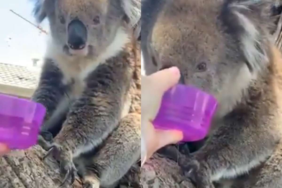 koala
