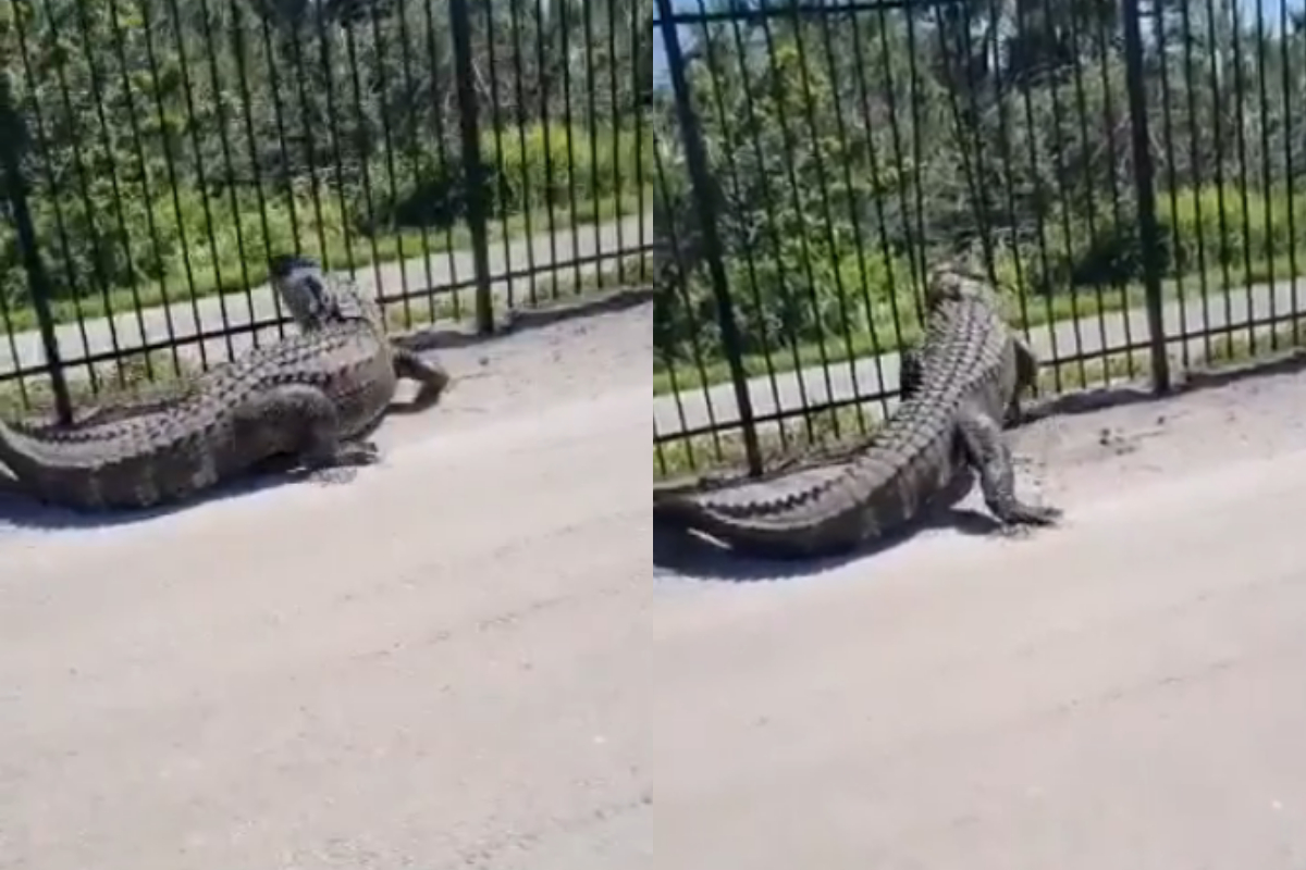 Alligator