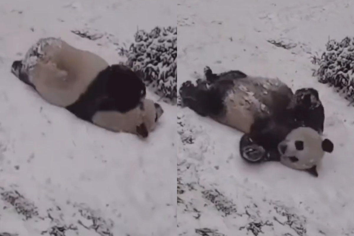 Panda