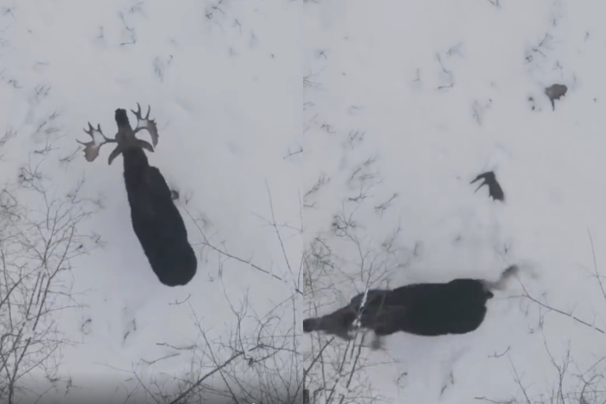 Bull moose