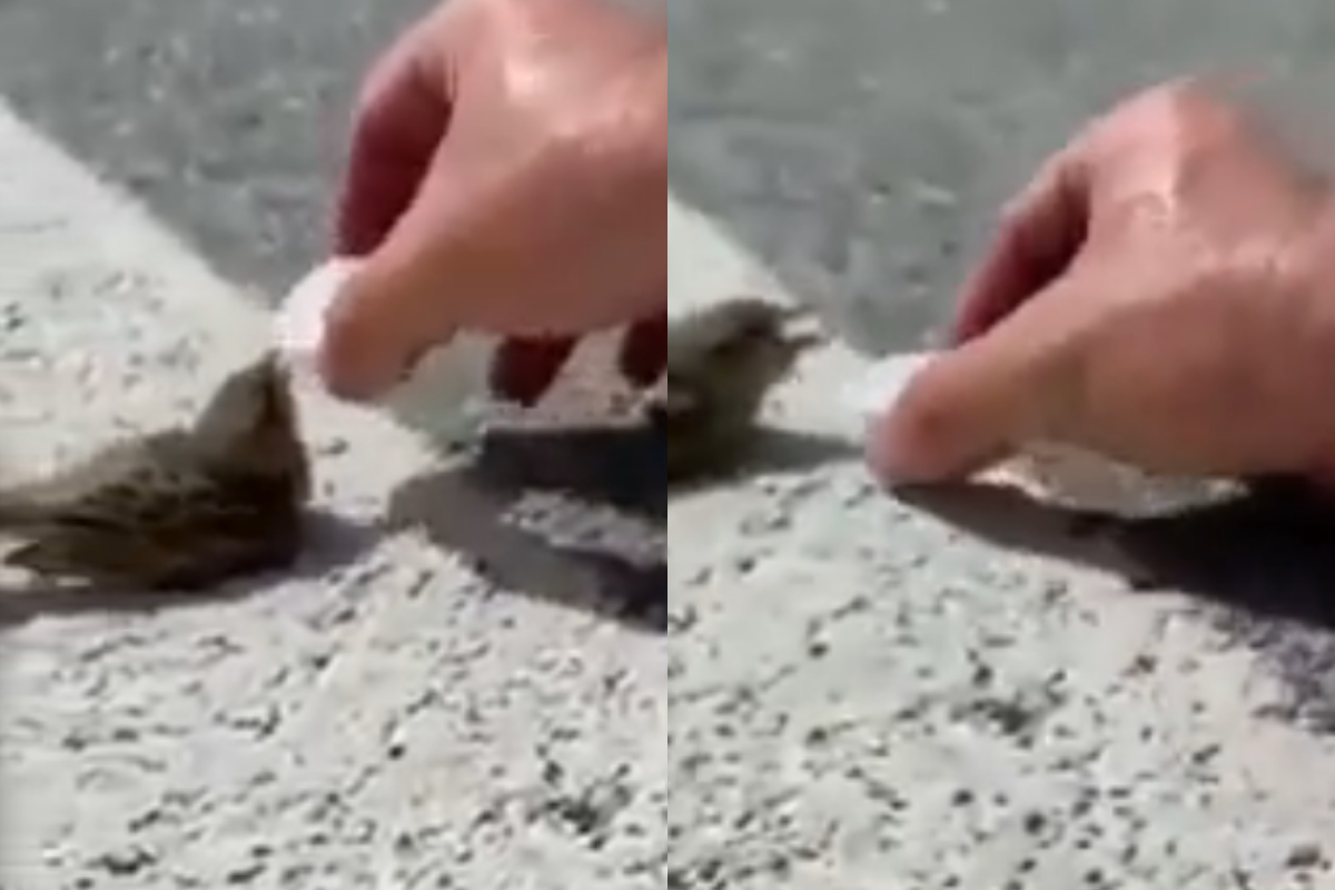 thirsty bird