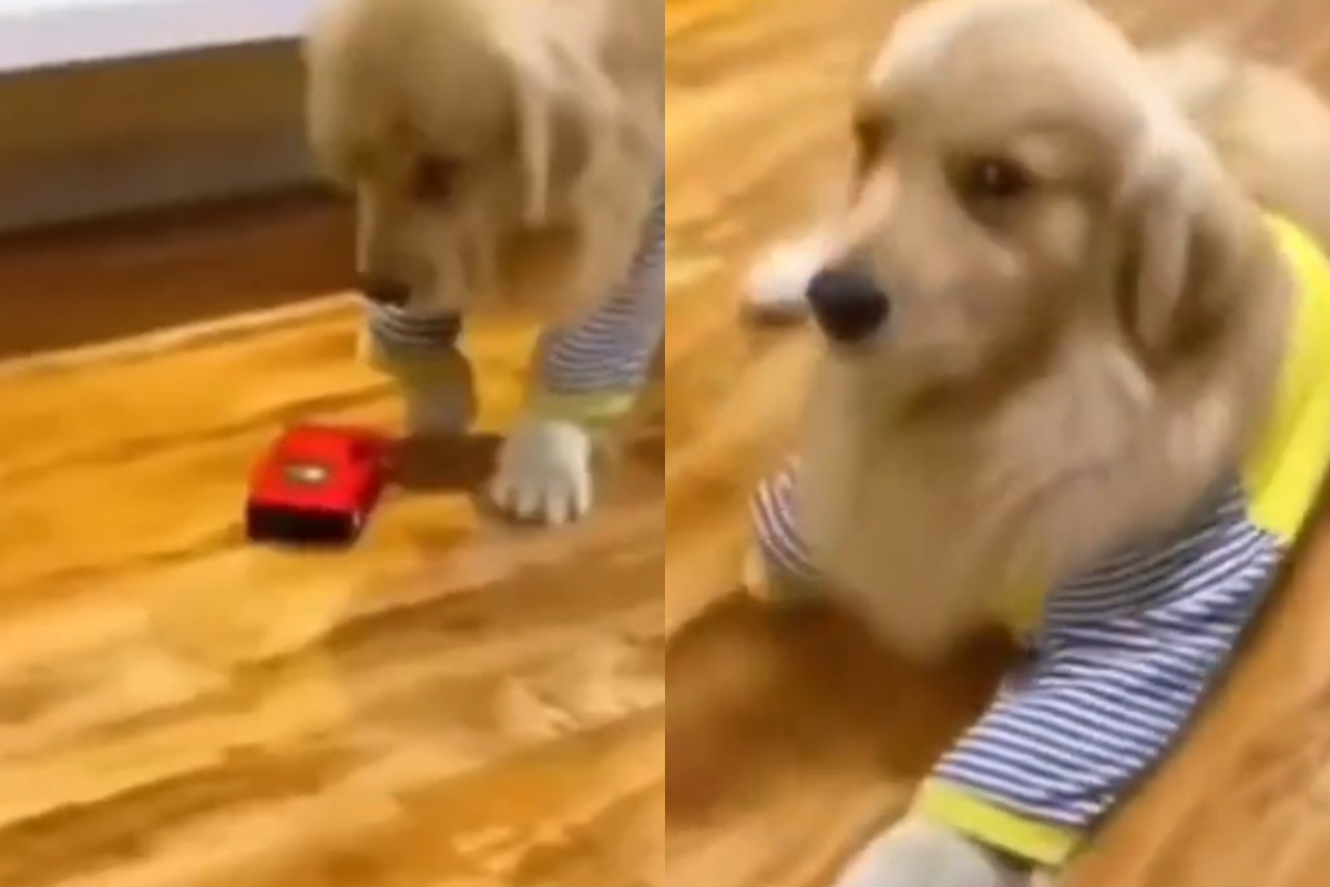 Dog