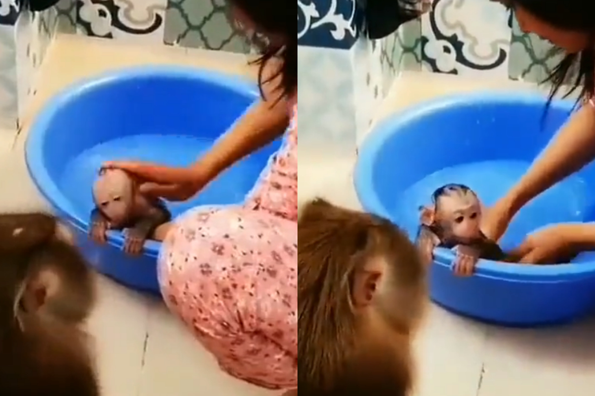 baby monkey