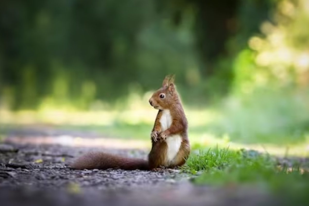 World Wildlife Day