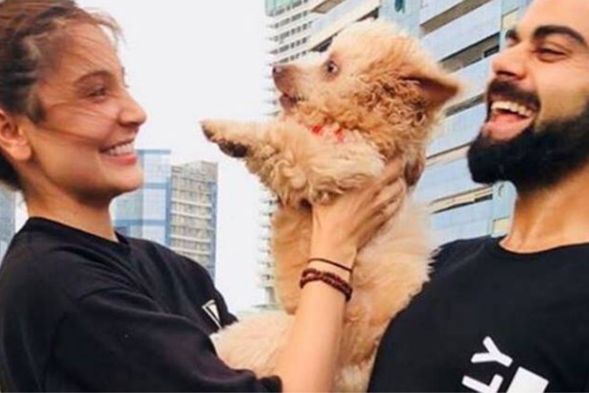 Virat Kohli puppy