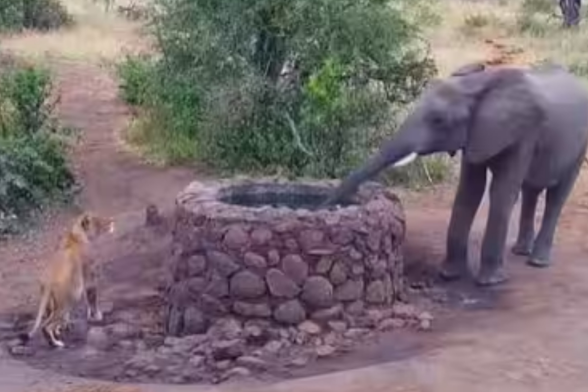 Elephant spraying water