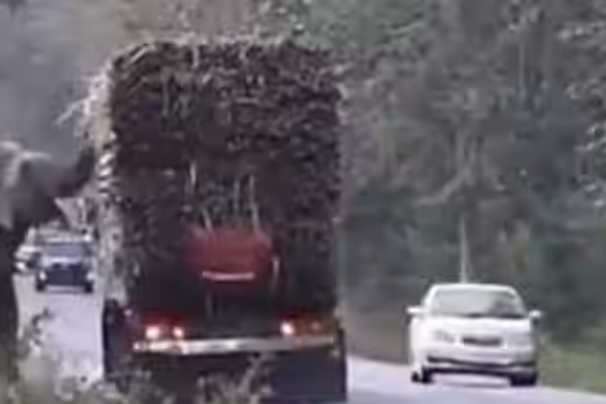 Elephant blocking trucks