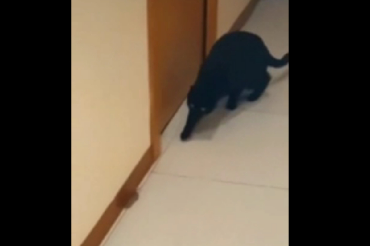 Cat chasing mouse