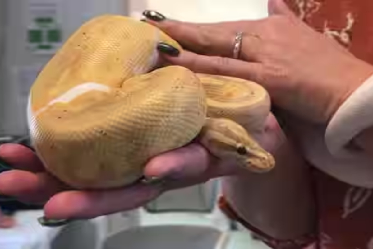 Python viral