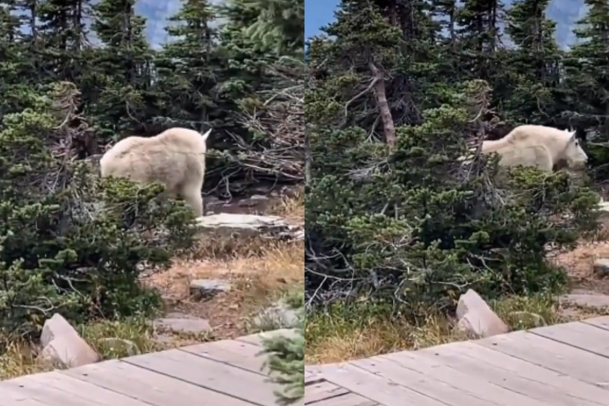 Mountain goat