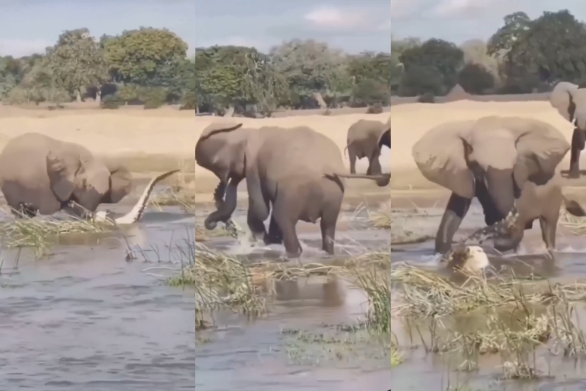 Elephant attacking crocodile
