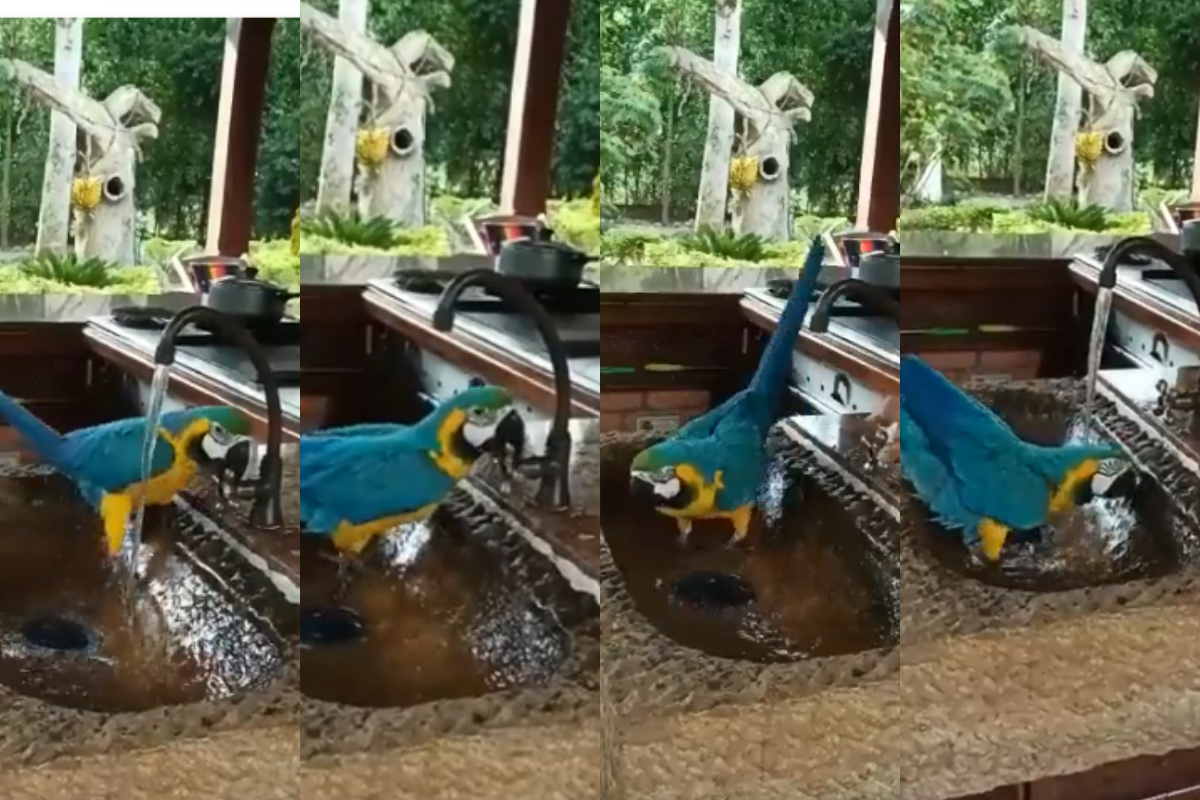 Parrot taking soothing bath