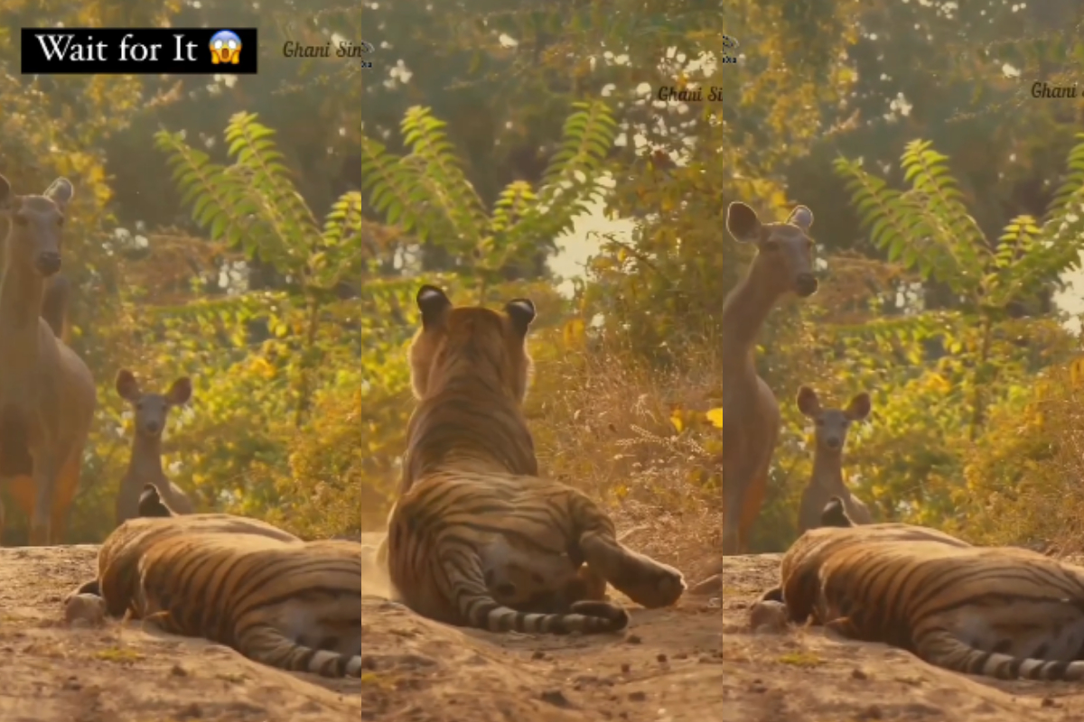 Tiger taking nap