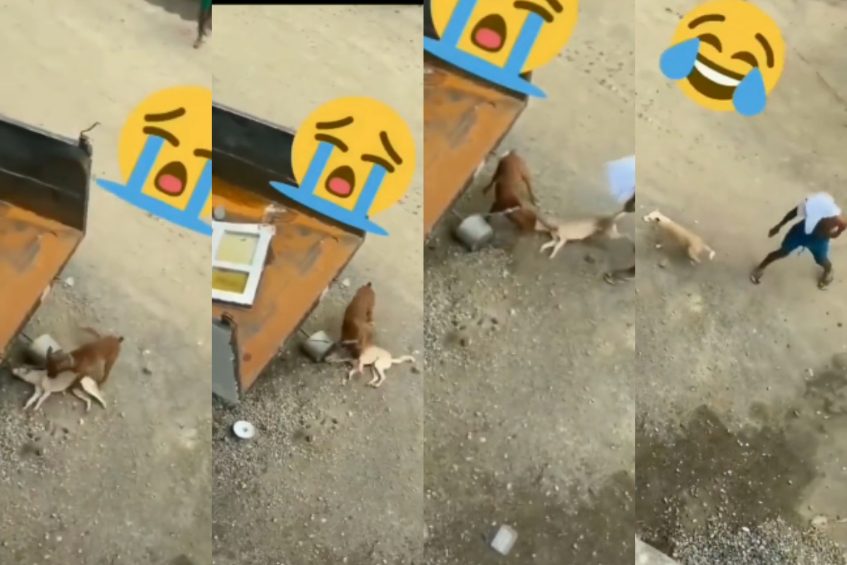 Dog best Actor