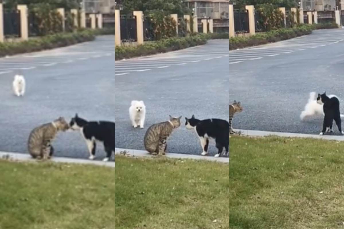 Dg Cat friendship