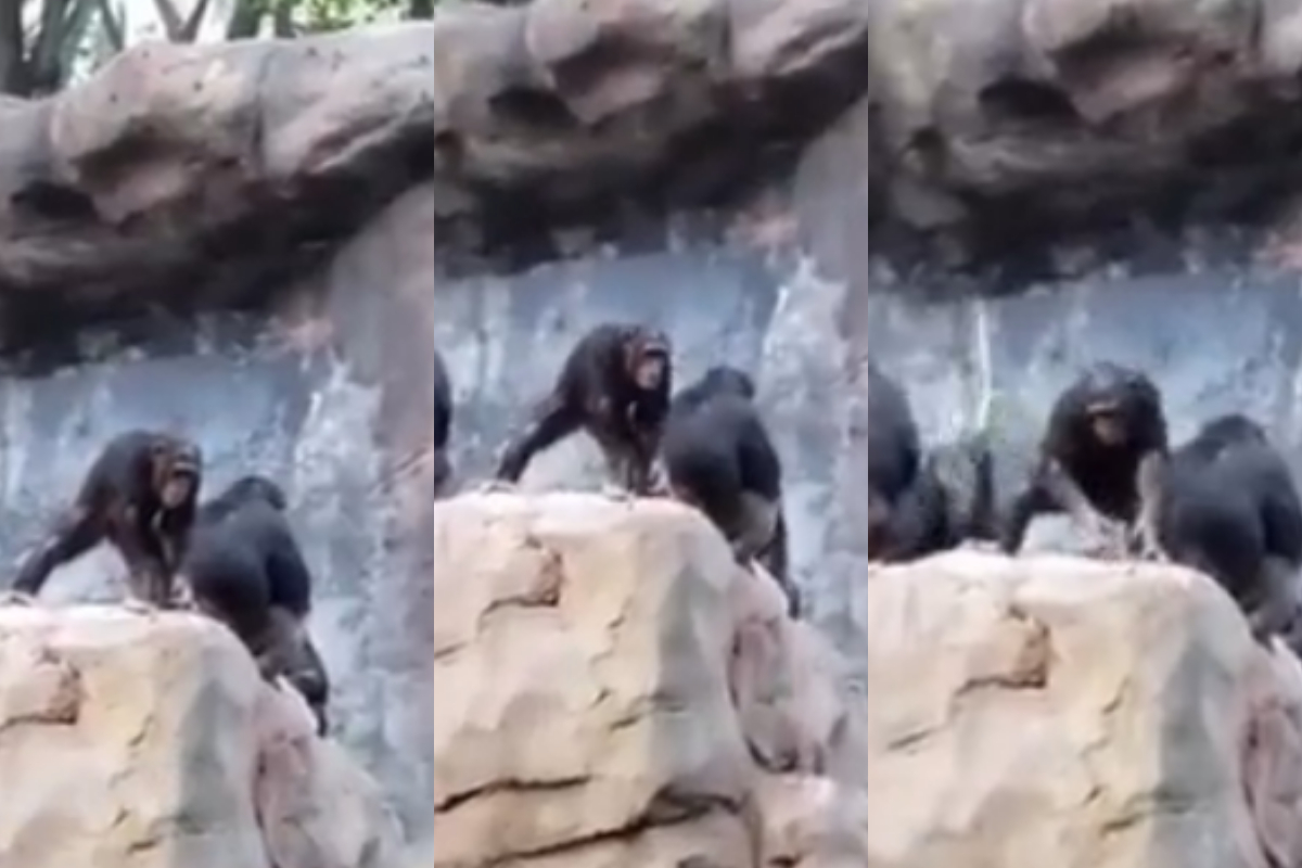Baby chimpanzee throwing stones