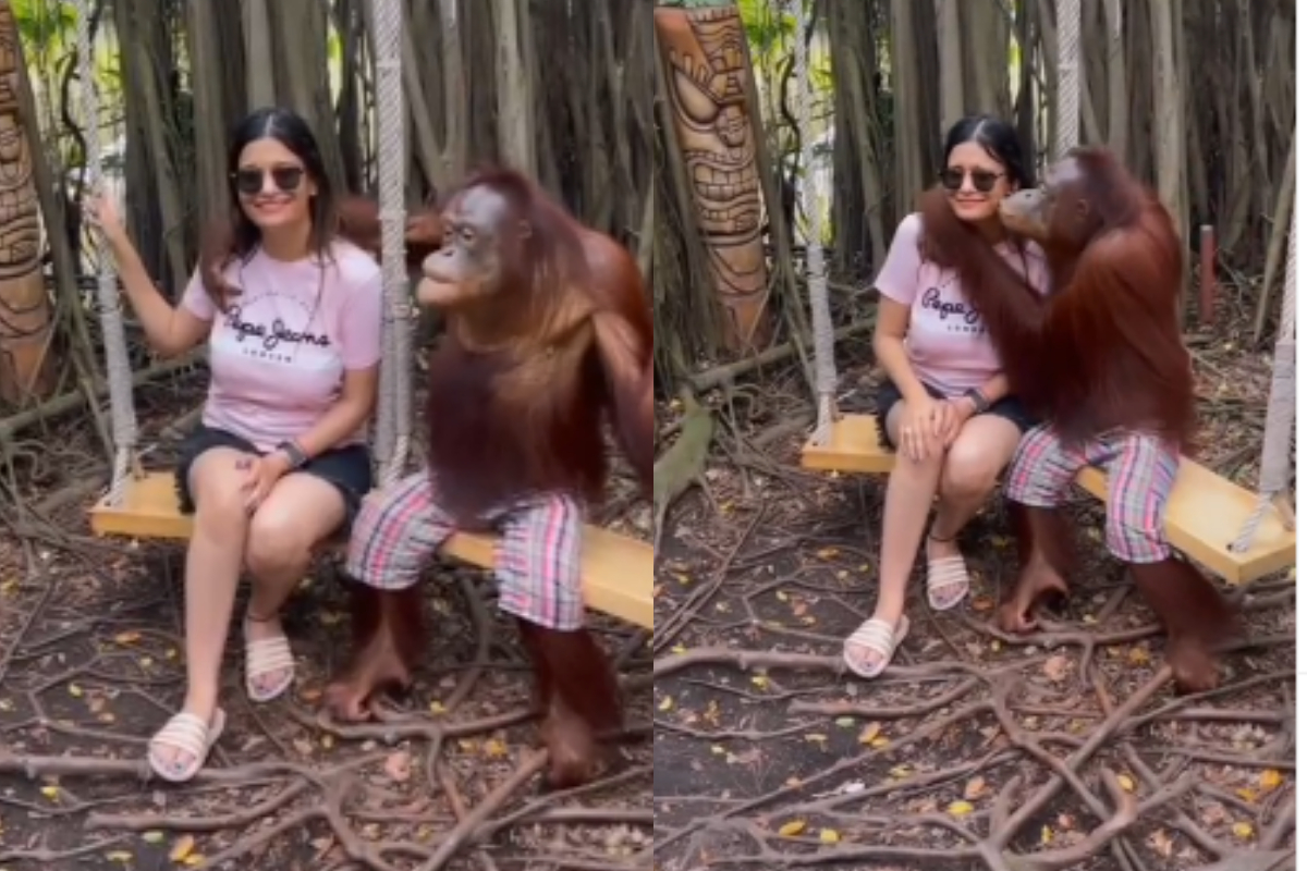 chimpanzee
