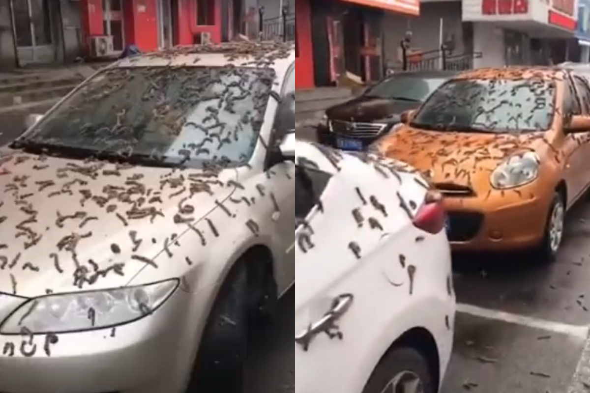 worm rain