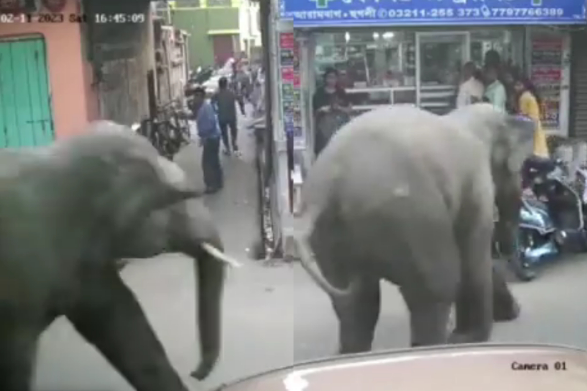 Elephant