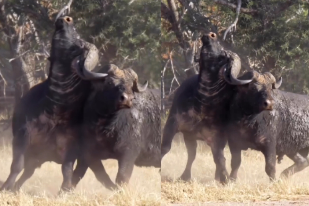 buffalos
