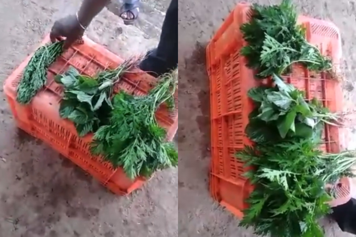 vegetables