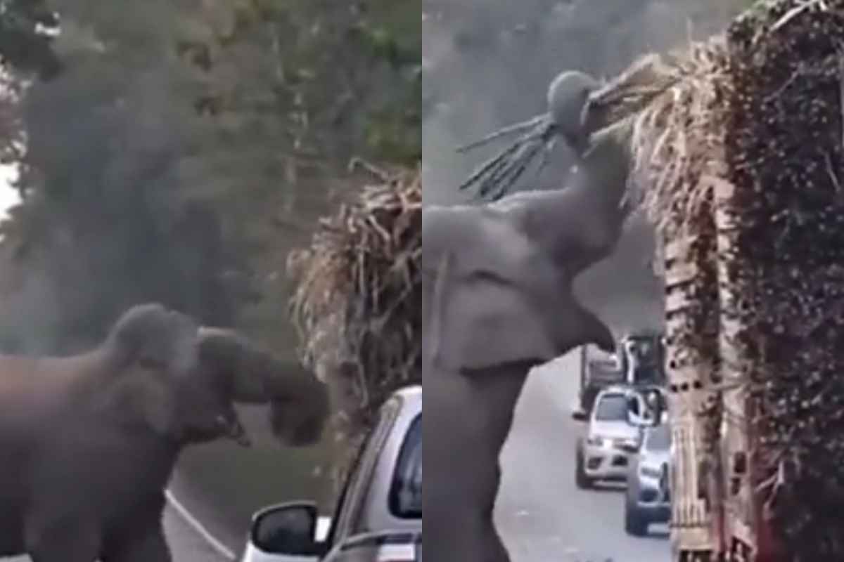 elephant