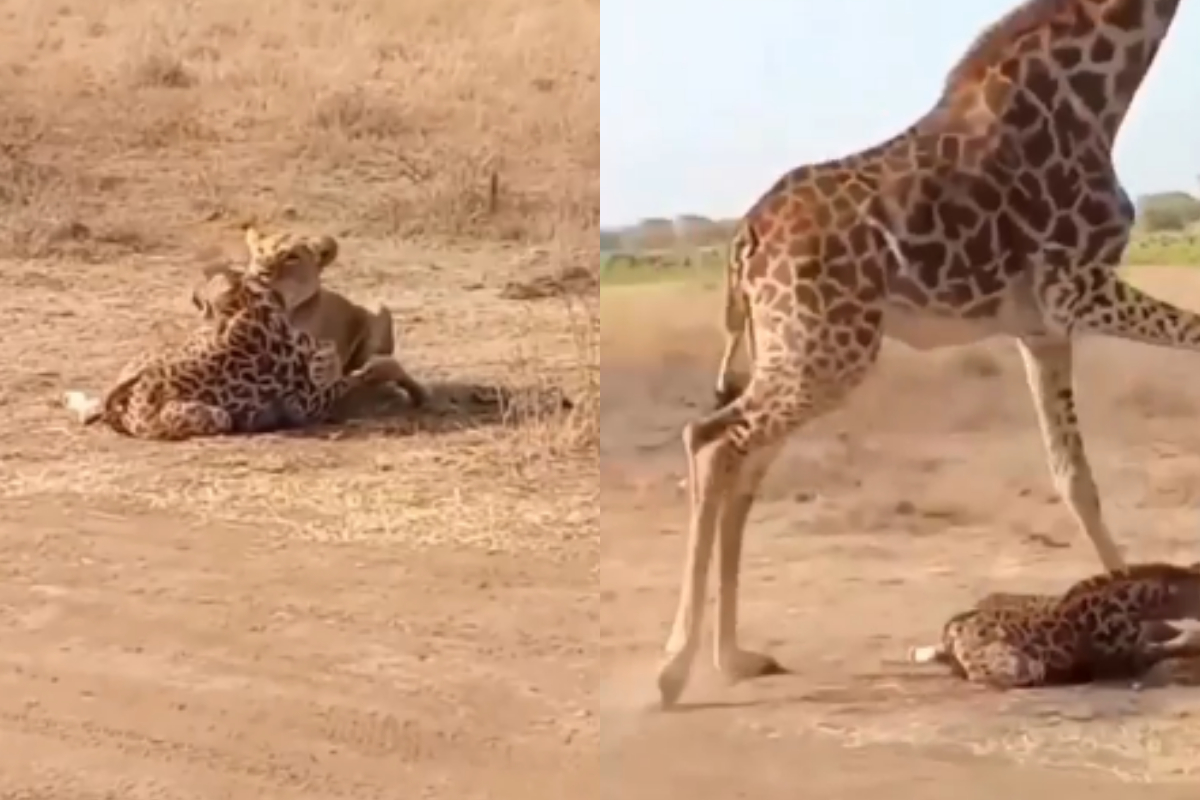 giraffe
