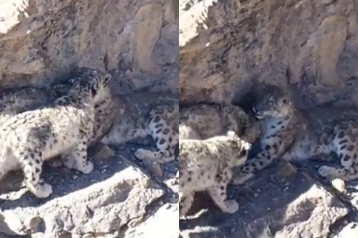 Snow leopards
