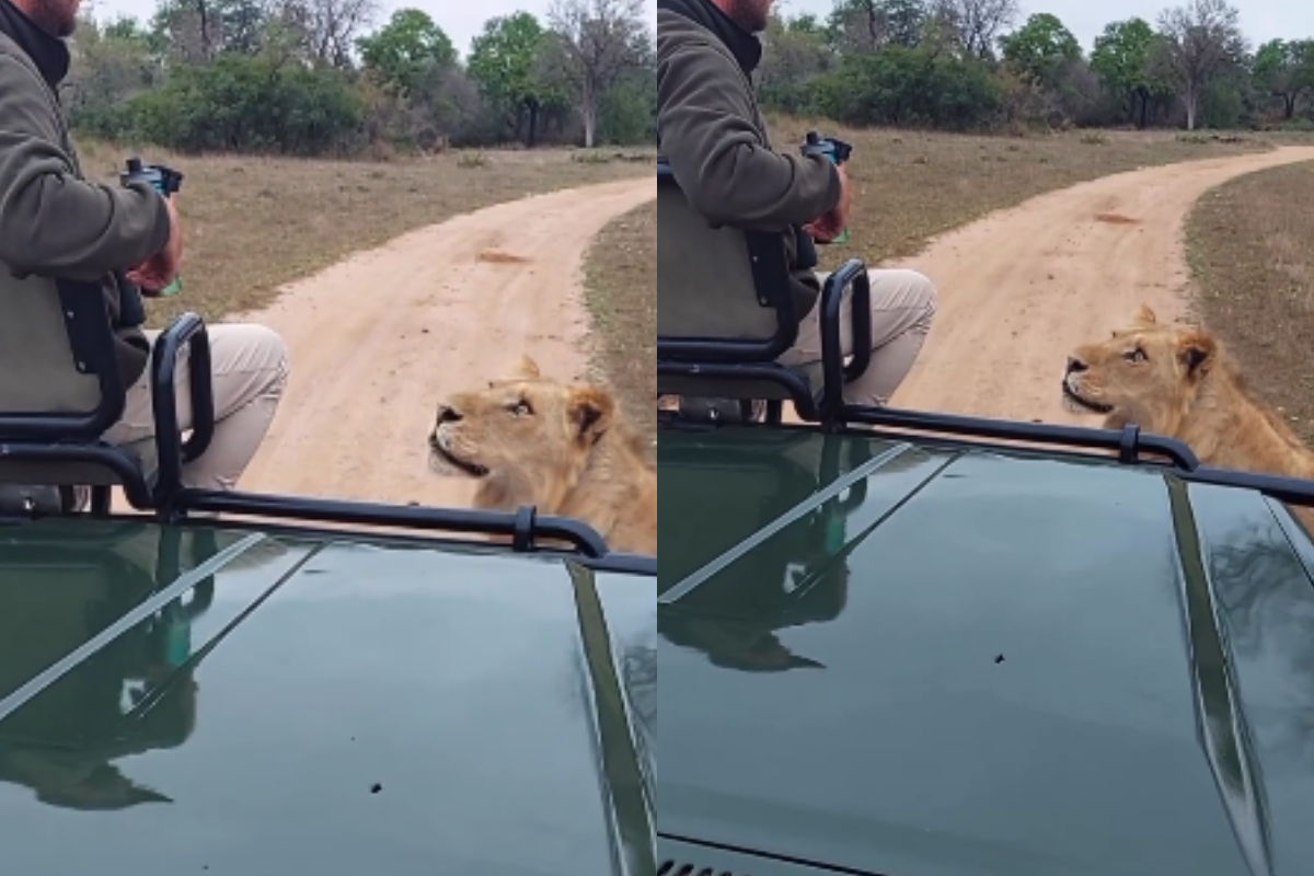 Lion