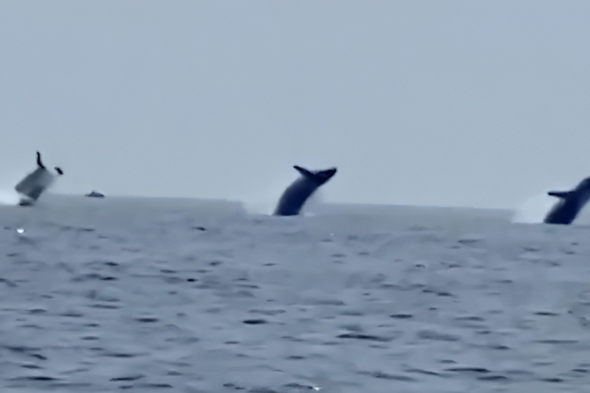 Whales