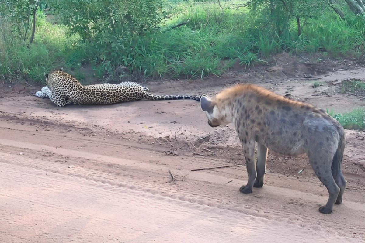 Leopard