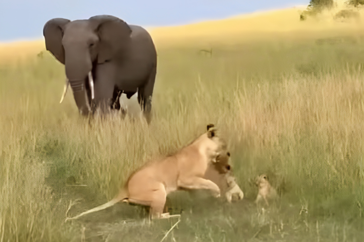 Lioness vs Elephant