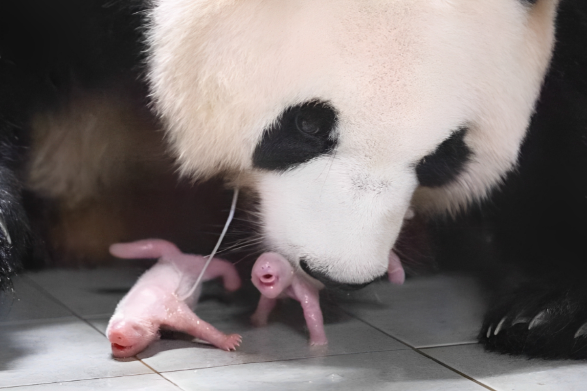 Giant Panda Twins