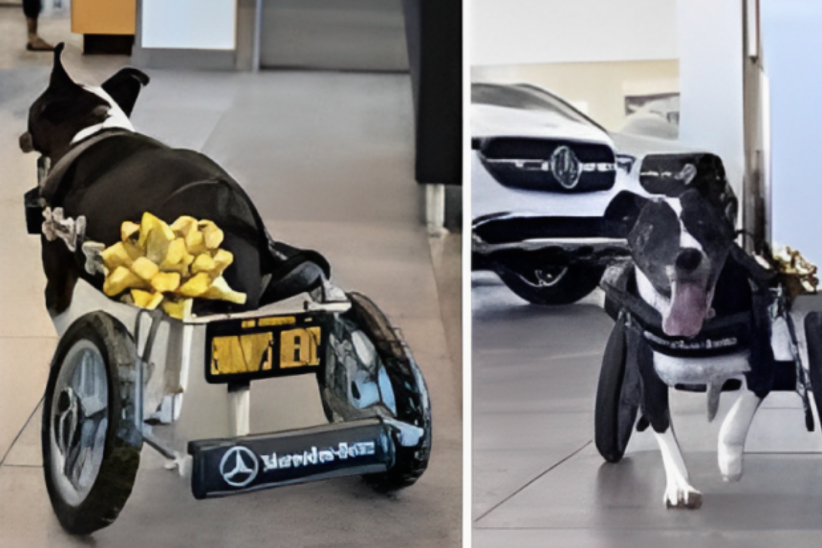 Dog Receives Mercedes