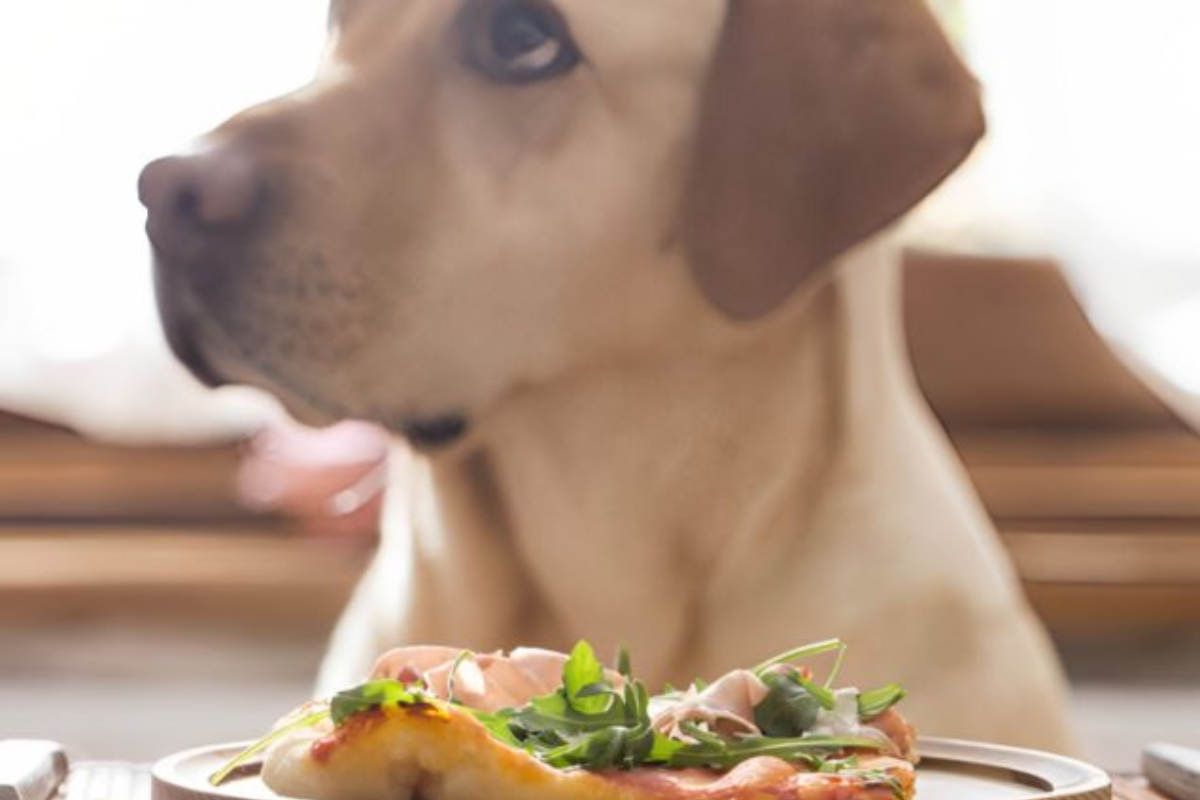 Shanghai Restaurant Presents Gourmet Dog's Dinners