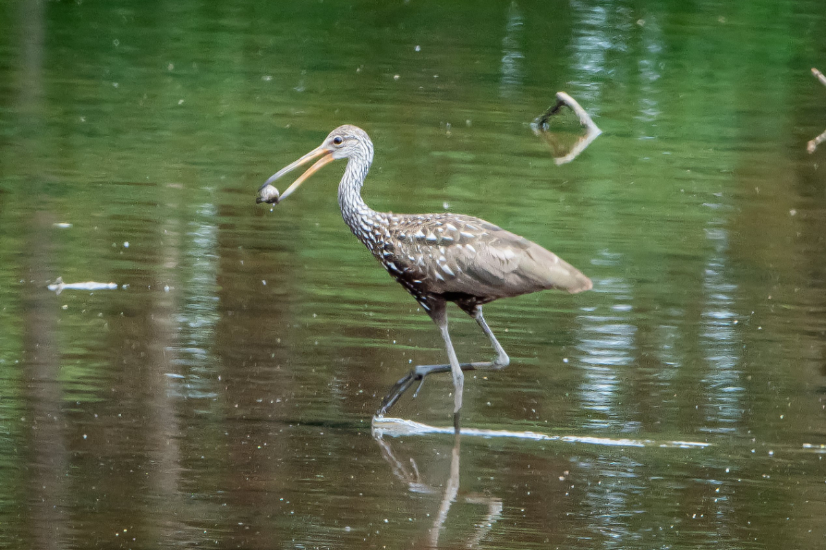 Rare Tropical Bird