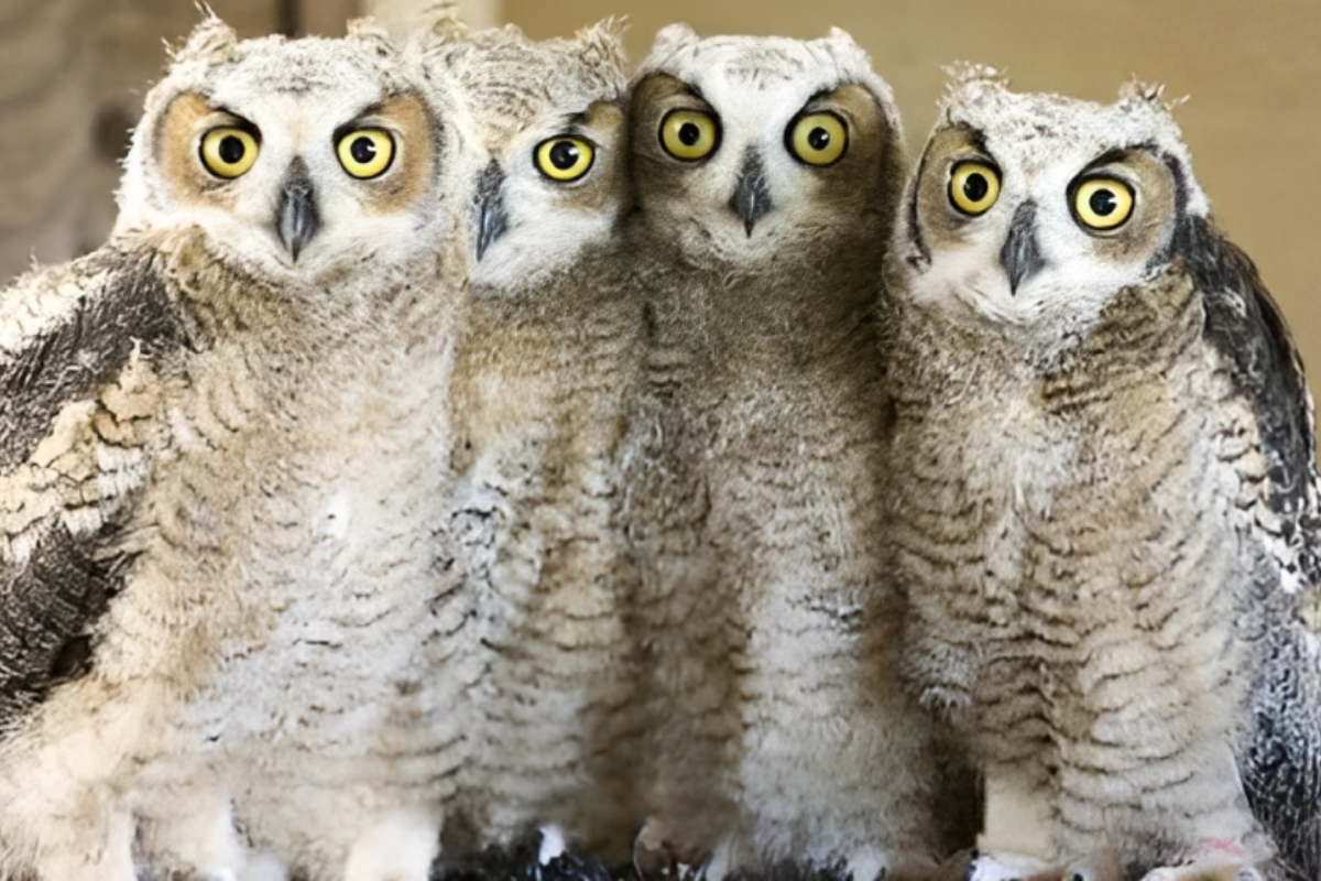 Baby Owls
