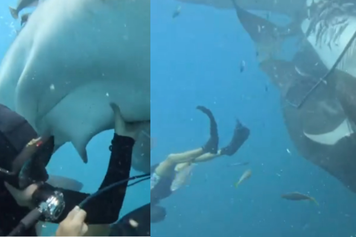 Whale Sharks