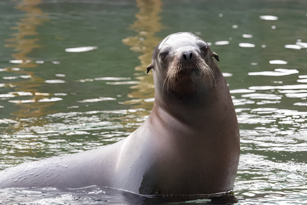 Sea Lions
