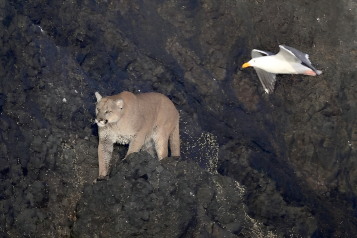 Cougar