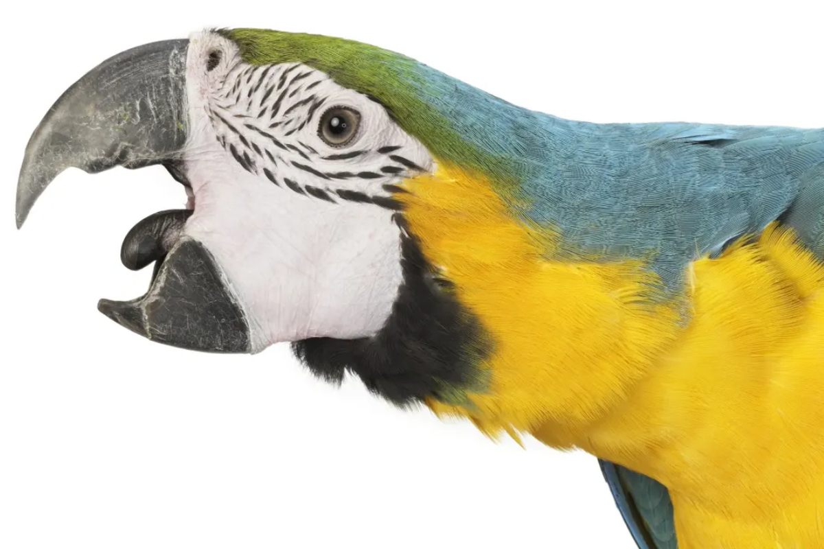 Noisy Parrot