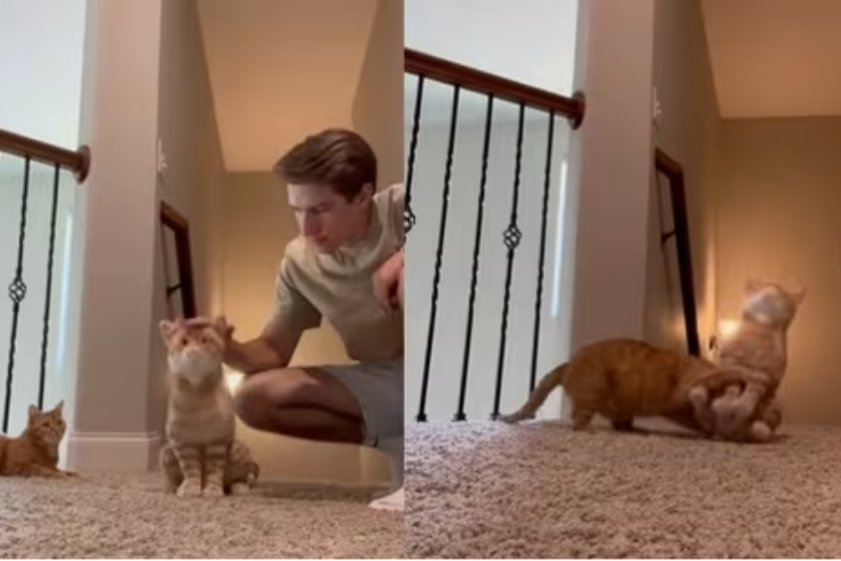 Viral Animal Videos