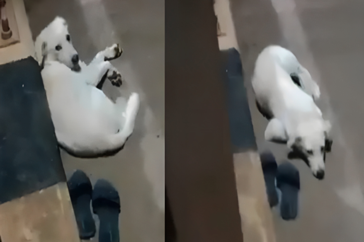 Dog