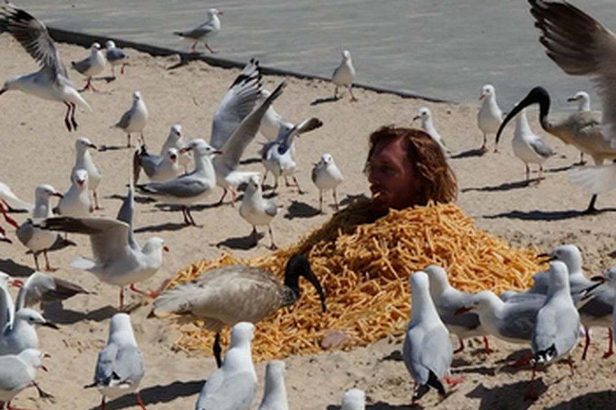 Seagull