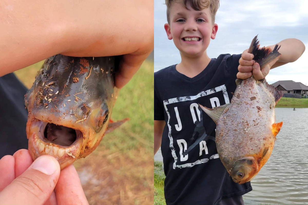 Tooth Fish