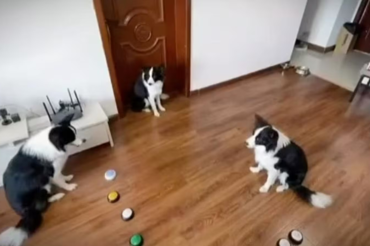 Dog demonstrates tricks to other canines. Watch