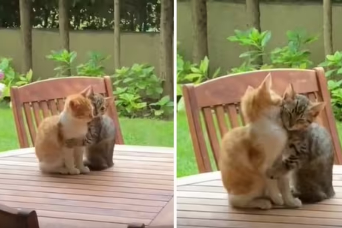 Adorable Kittens