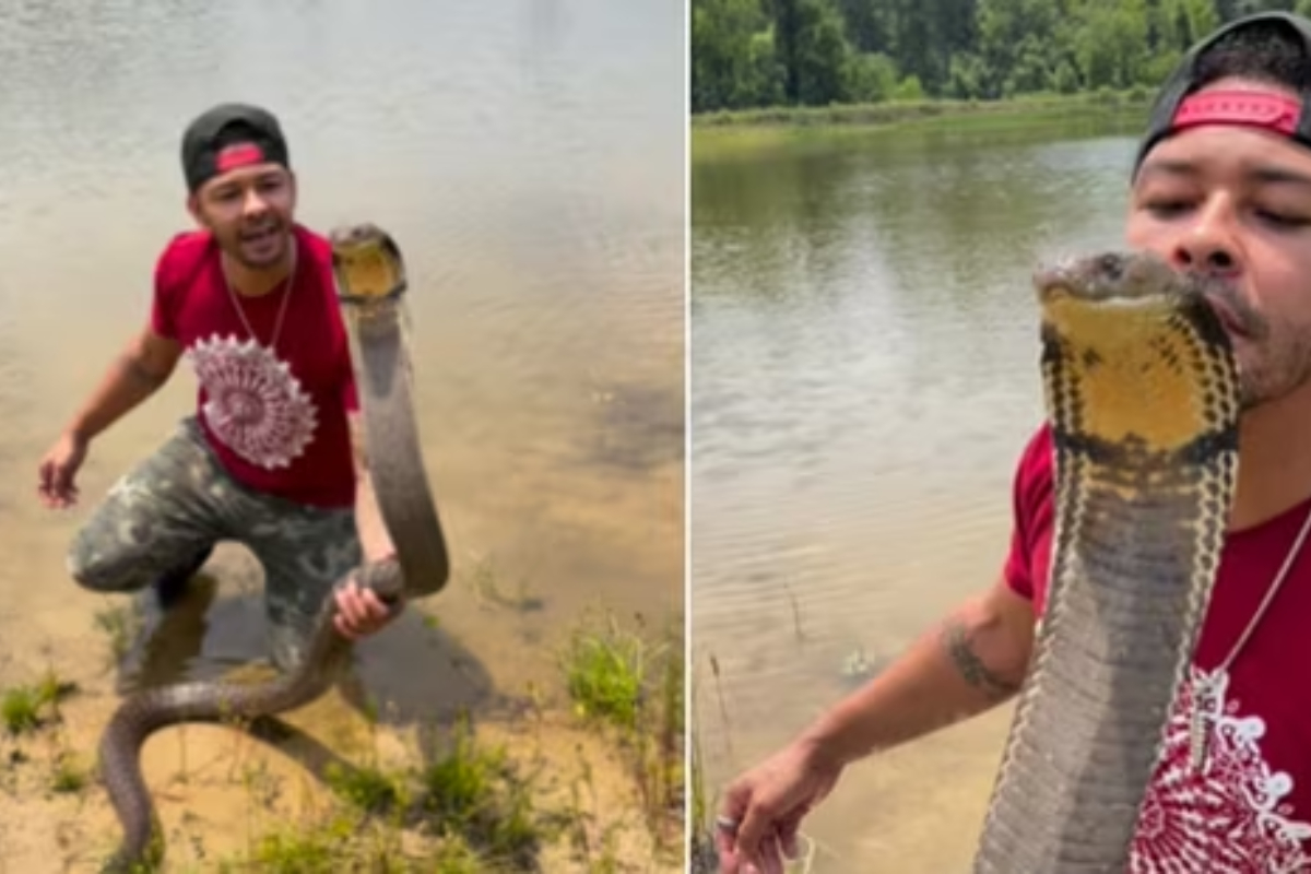 Snake Charmer Kisses Cobra on Head, Video Goes Viral