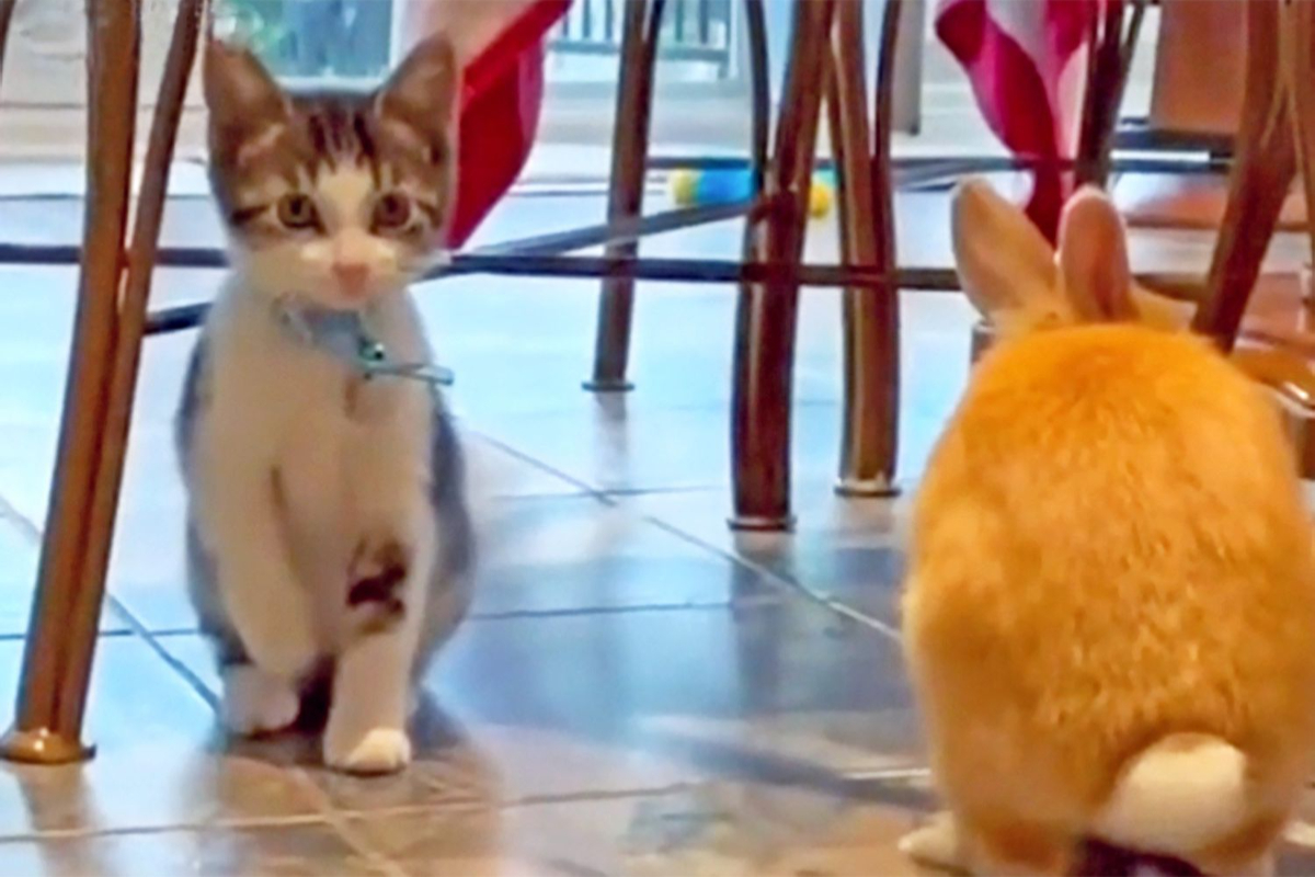 Kitten Hops Like a Bunny, Internet Can't Handle the Cuteness