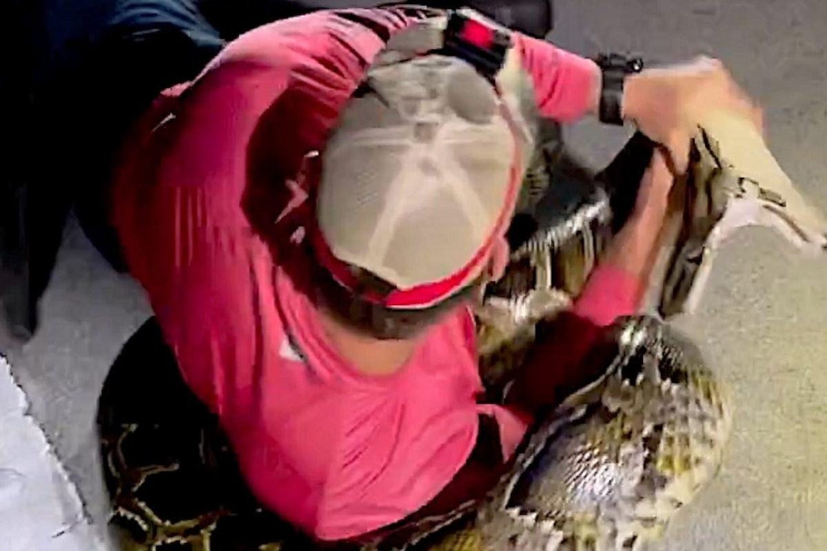 Florida Hunters Capture Record-Breaking 19-Feet Python